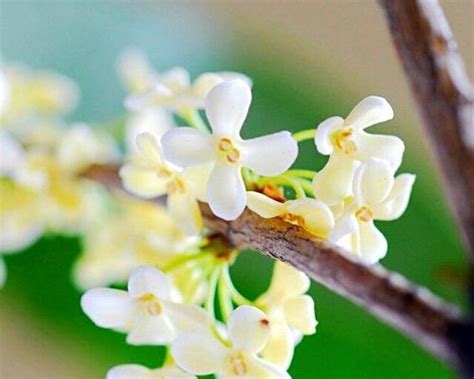 桂花寓意|桂花的花语与寓意（桂花的五种花语及其象征的含义）